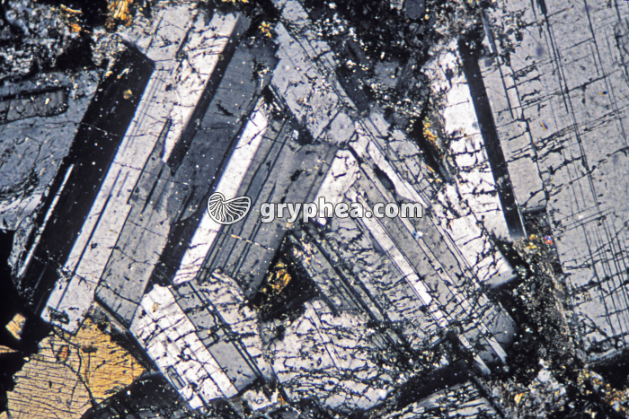 Gabbro LPA x10 - gryphea.com